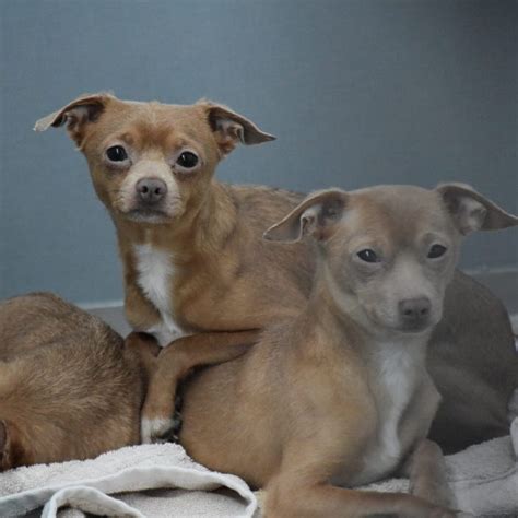 animal shelter in bakersfield|20 Chihuahua mix dogs in shelter after owner dies.